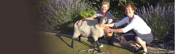 
                        Bed & breakfast (B&B) accommodation in New Zealand NZ                    