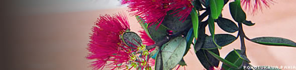 Personally hosted holiday accommodation for your vacation in New Zealand NZ