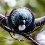 Beautiful-Buller-229-of-386