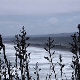 Muriwai Beach_64722
