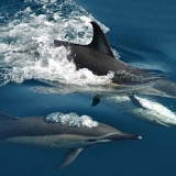 Whale And Dolphin Safari 2_65381