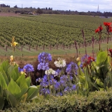 Brecken Ridge Garden vines