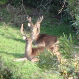 deer