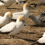 gannets