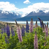 Wildflowers in Aoraki:Mount Cook National Park