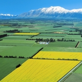 canterbury_plains