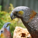 Kaka Willowbank Reserve