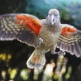 Kea at Willowbank
