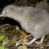rowi-kiwi-okarito
