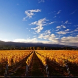 tourism-autumn-cromwell-otago-new-zealand-1050x1680