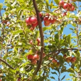 crab_crop