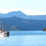 fishing-boat-returning-to-picton