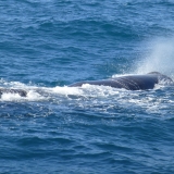 kaikoura-sperm_whale