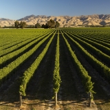 marlborough-vineyard
