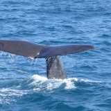 sperm_whale