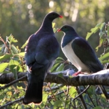 2 pigeons