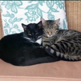mccormick-house-cats