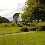 cows