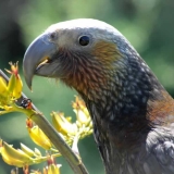 Sails Ashore kaka