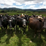 Dairy Cows in Gore - Gore DC