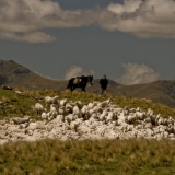 Horses sheep