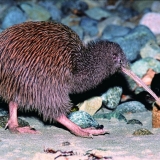 See Kiwi in the wild and in their natural environment at Stewart Island