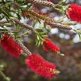 grounds - bottlebrush