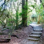 Matai Walk 2