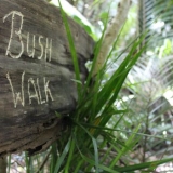 Bush Walk (1)