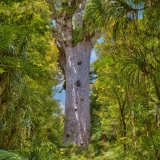Kauri
