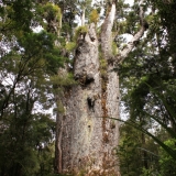 kauri 2