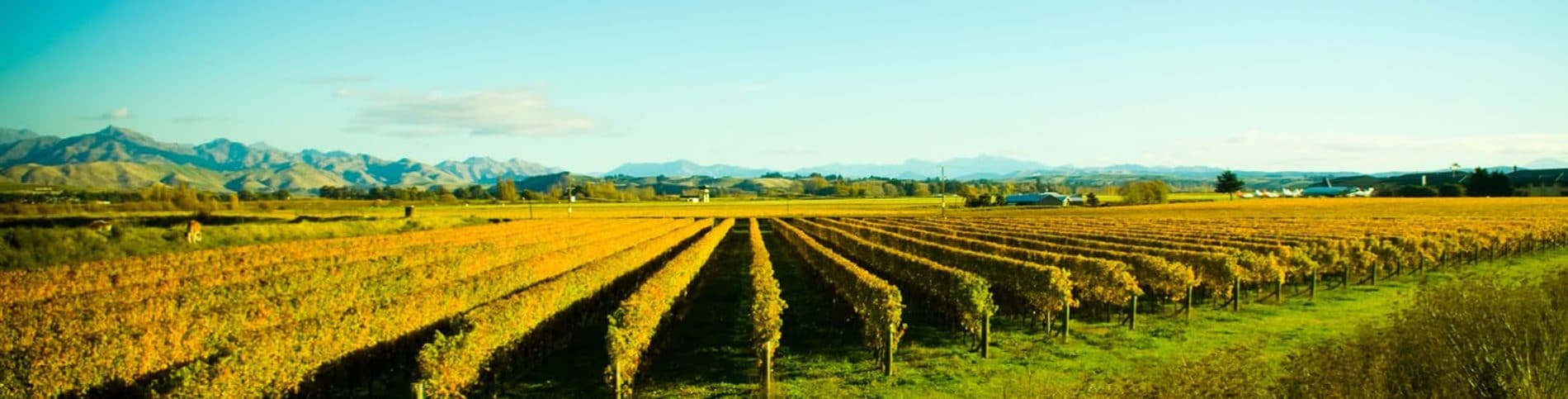 Vineyard-Hawkes-Bay