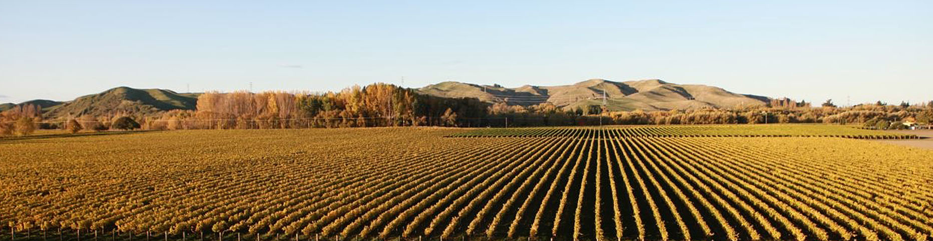 grapes-crop