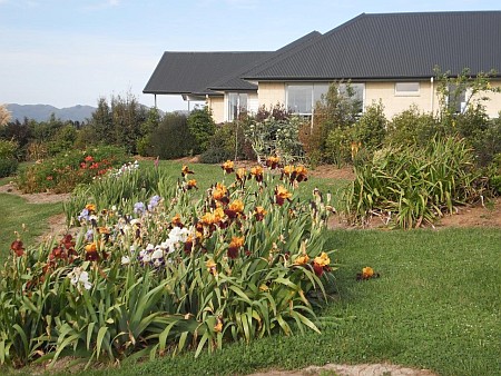 Ribbonwood and our picking garden