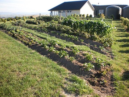 Our own vegetables
