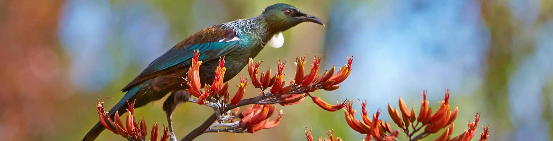 eco-wilderness-lodge-tui