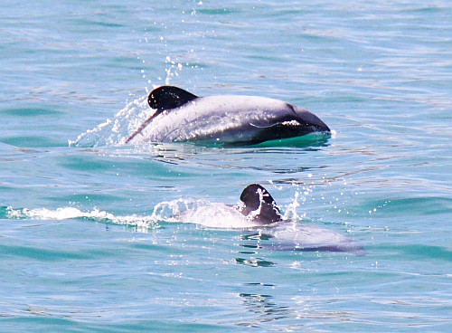 motherandcalf (1 of 1)