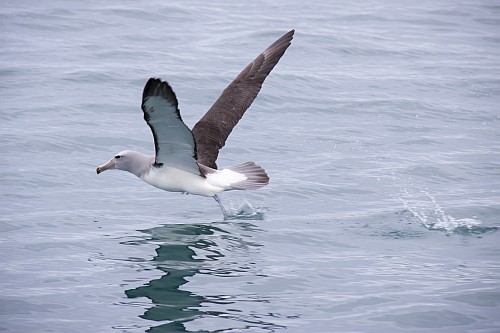Salvins Mollymawk (Albatross)