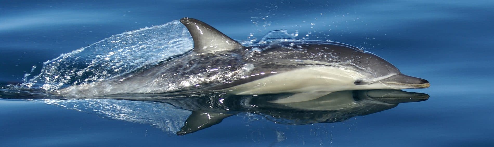 Whale-And-Dolphin-Safari-2_65380