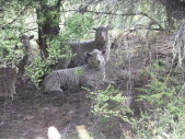 Matua Garden Lambs