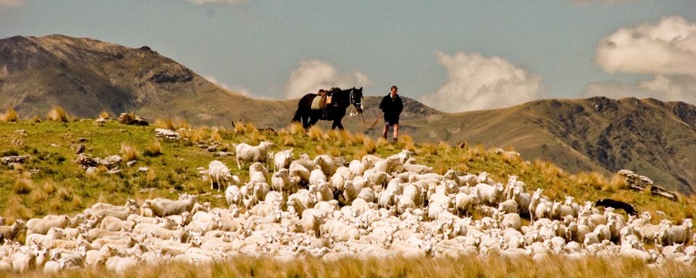 Horses-sheep