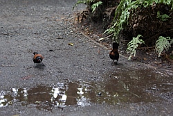 Saddleback Pair