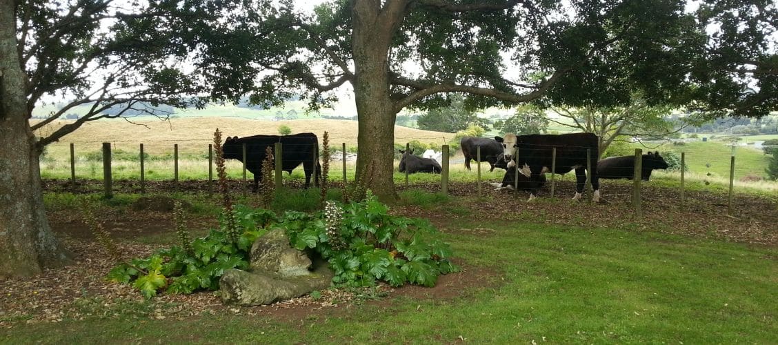 cows-wide