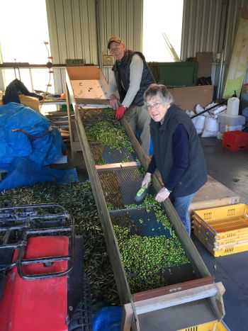 Clearview Lodge Olive Harvest