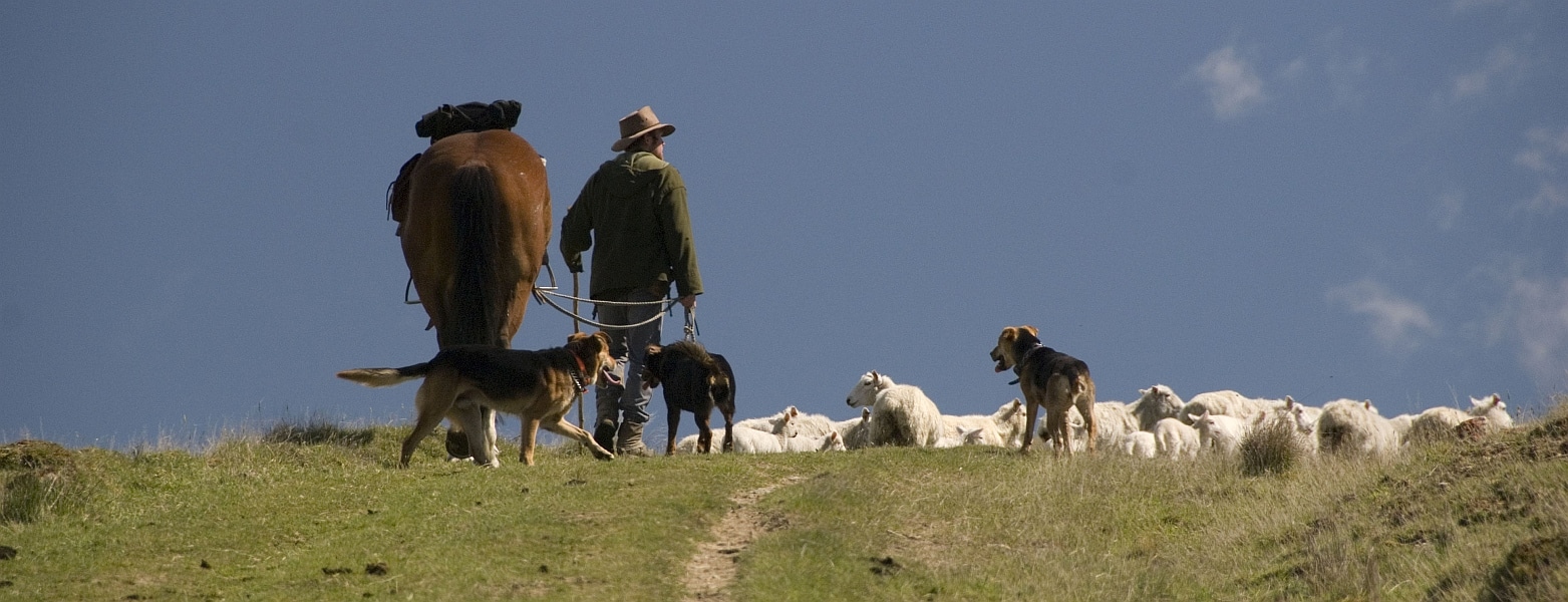shepherd